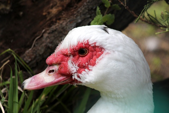 年巴黎奥运 年巴黎奥运